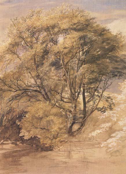 Samuel Palmer The Willow France oil painting art